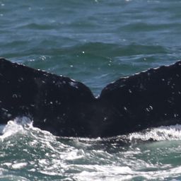 Fluke of CRC-12475