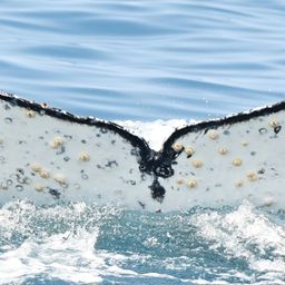 Fluke of HW-MN0802857