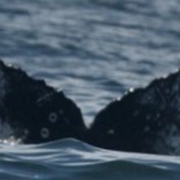 Fluke of HW-MN0802863