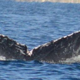 Fluke of CRC-11736