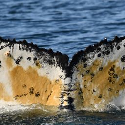 Fluke of HW-MN0802864