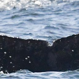 Fluke of HW-MN0802867