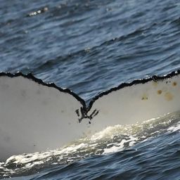 Fluke of HW-MN0802869
