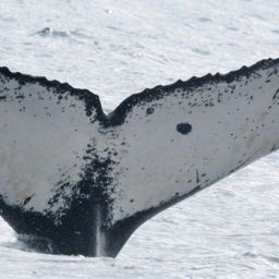 Fluke of BTBEL-Mn23_030NB1_PAL