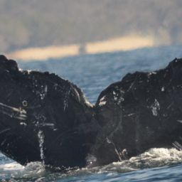 Fluke of CRC-12370