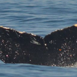 Fluke of CRC-10787