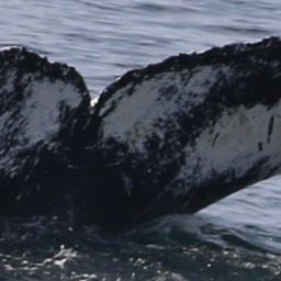 Fluke of Pele
