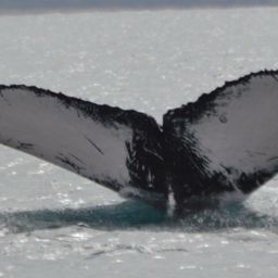 Fluke of CRC-12306