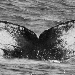 Fluke of CRC-17324