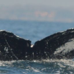 Fluke of CRC-16272