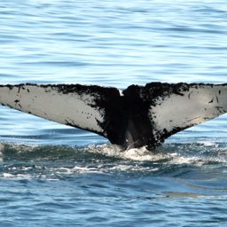 Fluke of Canoe