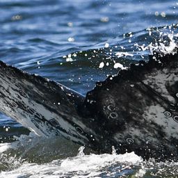 Fluke of HW-MN0802870