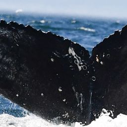 Fluke of HW-MN0802875