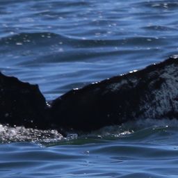Fluke of CRC-16471