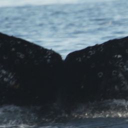 Fluke of NASC-Mn23_361E_VER
