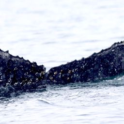 Fluke of HW-MN1305226