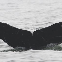 Fluke of CRC-16470