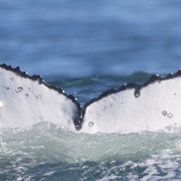 Fluke of HW-MN0802882