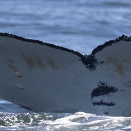 Fluke of HW-MN0802885