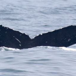 Fluke of CRC-16559