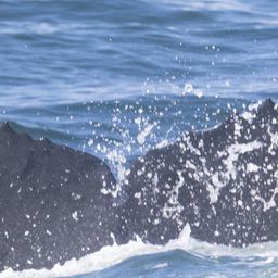 Fluke of HW-MN0802889