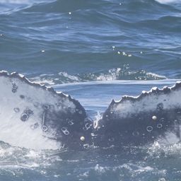 Fluke of HW-MN0802891
