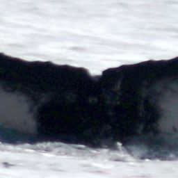 Fluke of PWF-EC_6203
