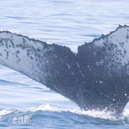 Fluke of HW-MN0802901