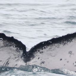 Fluke of PWF-EC_6294