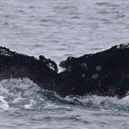 Fluke of Bear