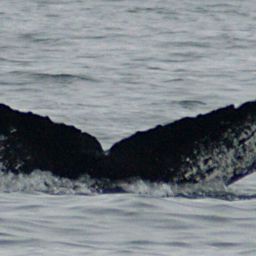 Fluke of CRC-11109