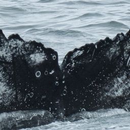 Fluke of HW-MN0802905