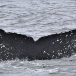 Fluke of CRC-17128