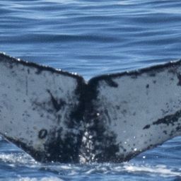 Fluke of HW-MN0802914