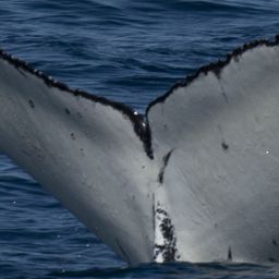 Fluke of HW-MN0802920