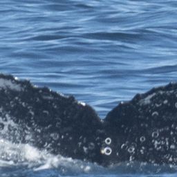 Fluke of HW-MN0802926