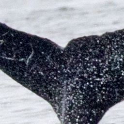 Fluke of CRC-12469