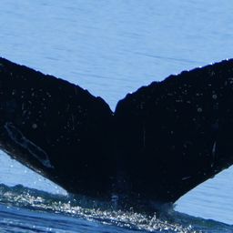 Fluke of 2017 calf of Hydra