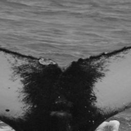 Fluke of Pallid
