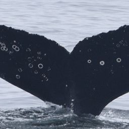 Fluke of CRC-11833