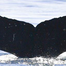 Fluke of HW-MN0802934