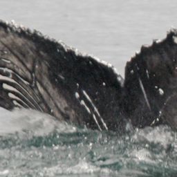 Fluke of CRC-23178