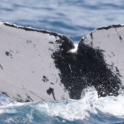 Fluke of PWF-EC_6417