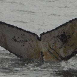 Fluke of PWF-EC_6433