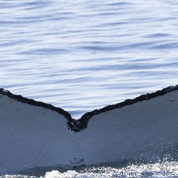 Fluke of HW-MN0802944