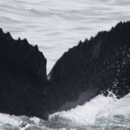 Fluke of CRC-11827