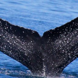 Fluke of CRC-17016