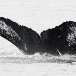 Fluke of CRC-16558