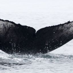 Fluke of CRC-16494