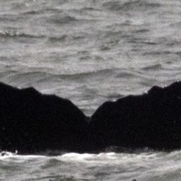 Fluke of CRC-12544